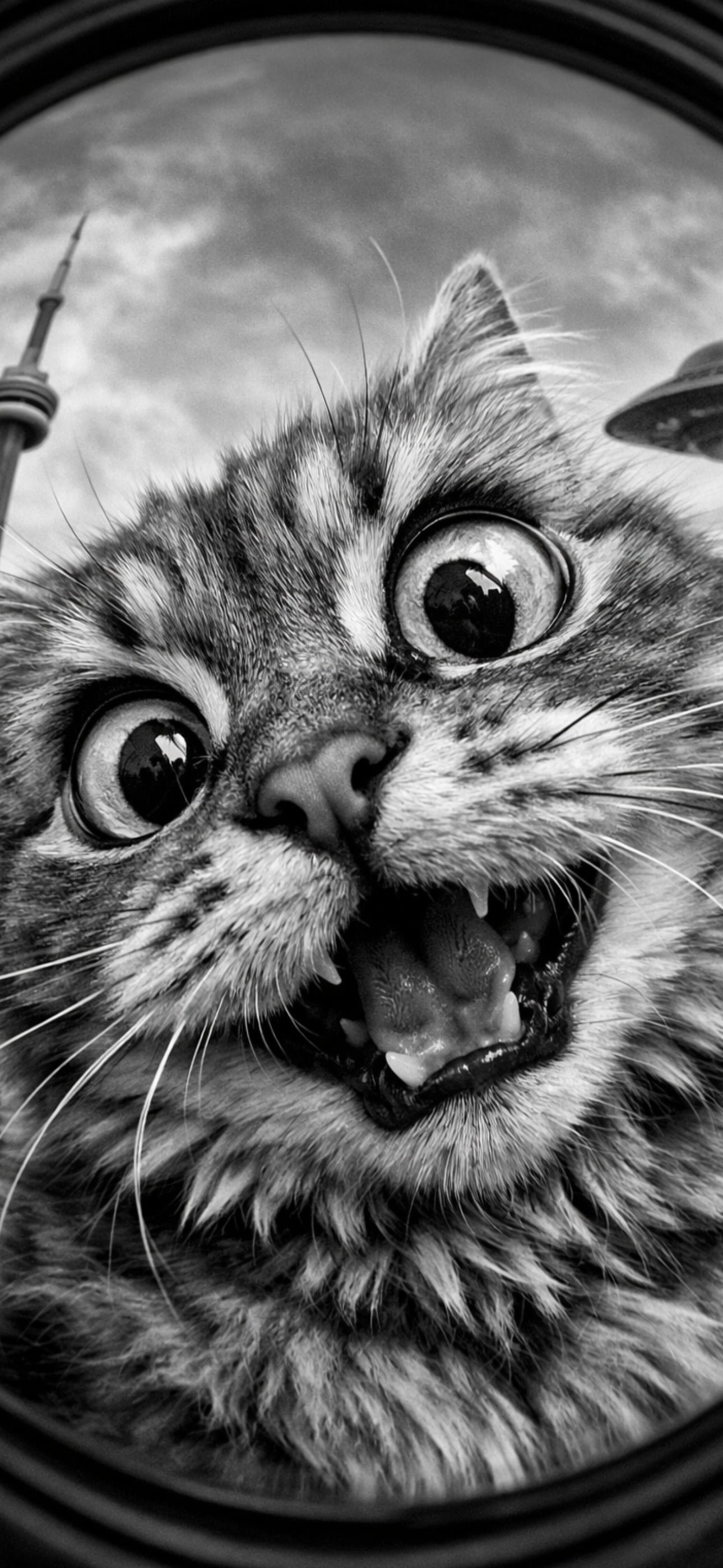 Close-up of a cat with a surprised expression, Toronto background that includes the CN Tower and a spaceship