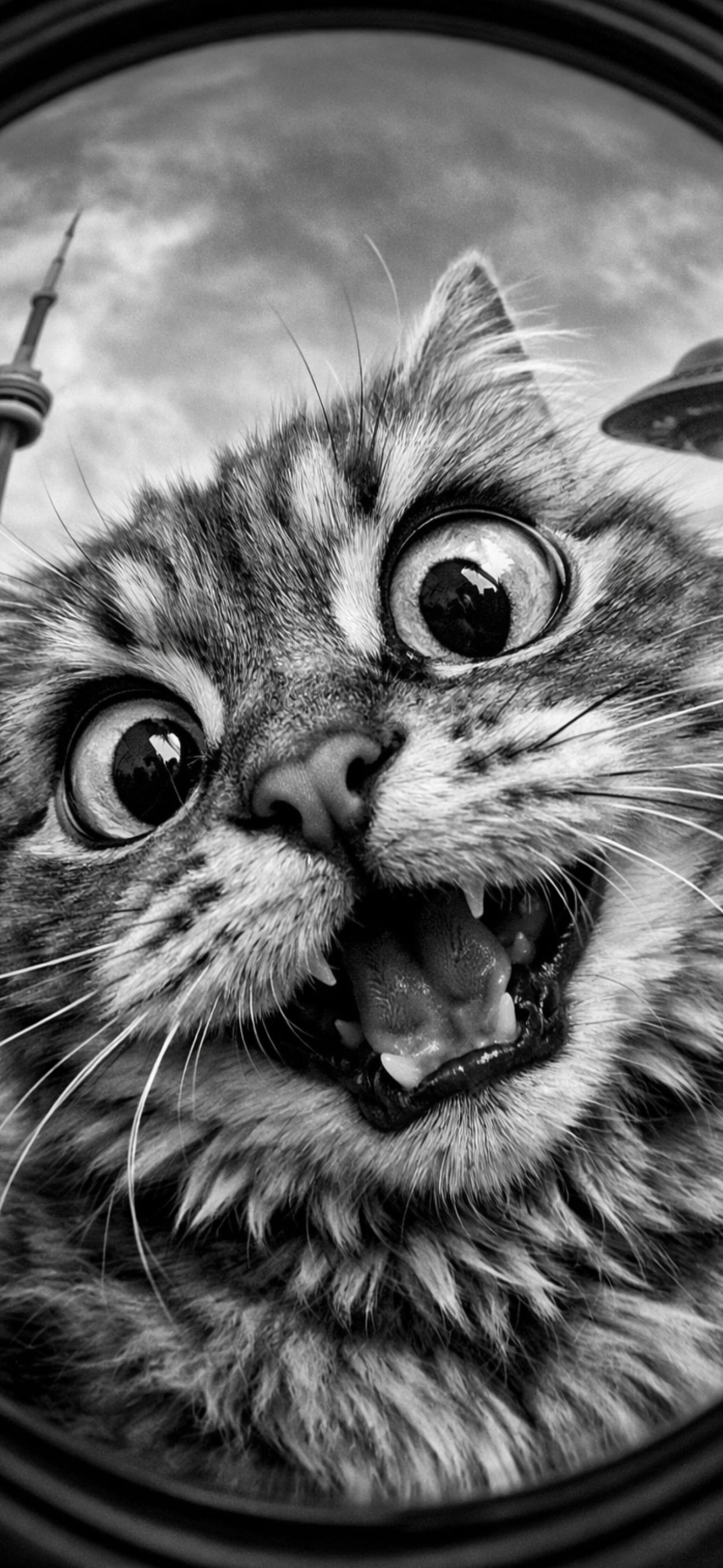 Close-up of a cat with a surprised expression, Toronto background that includes the CN Tower and a spaceship