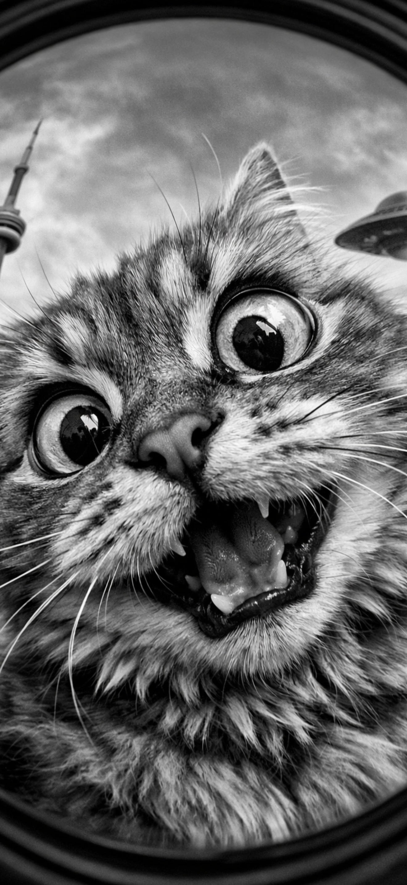 Close-up of a cat with a surprised expression, Toronto background that includes the CN Tower and a spaceship